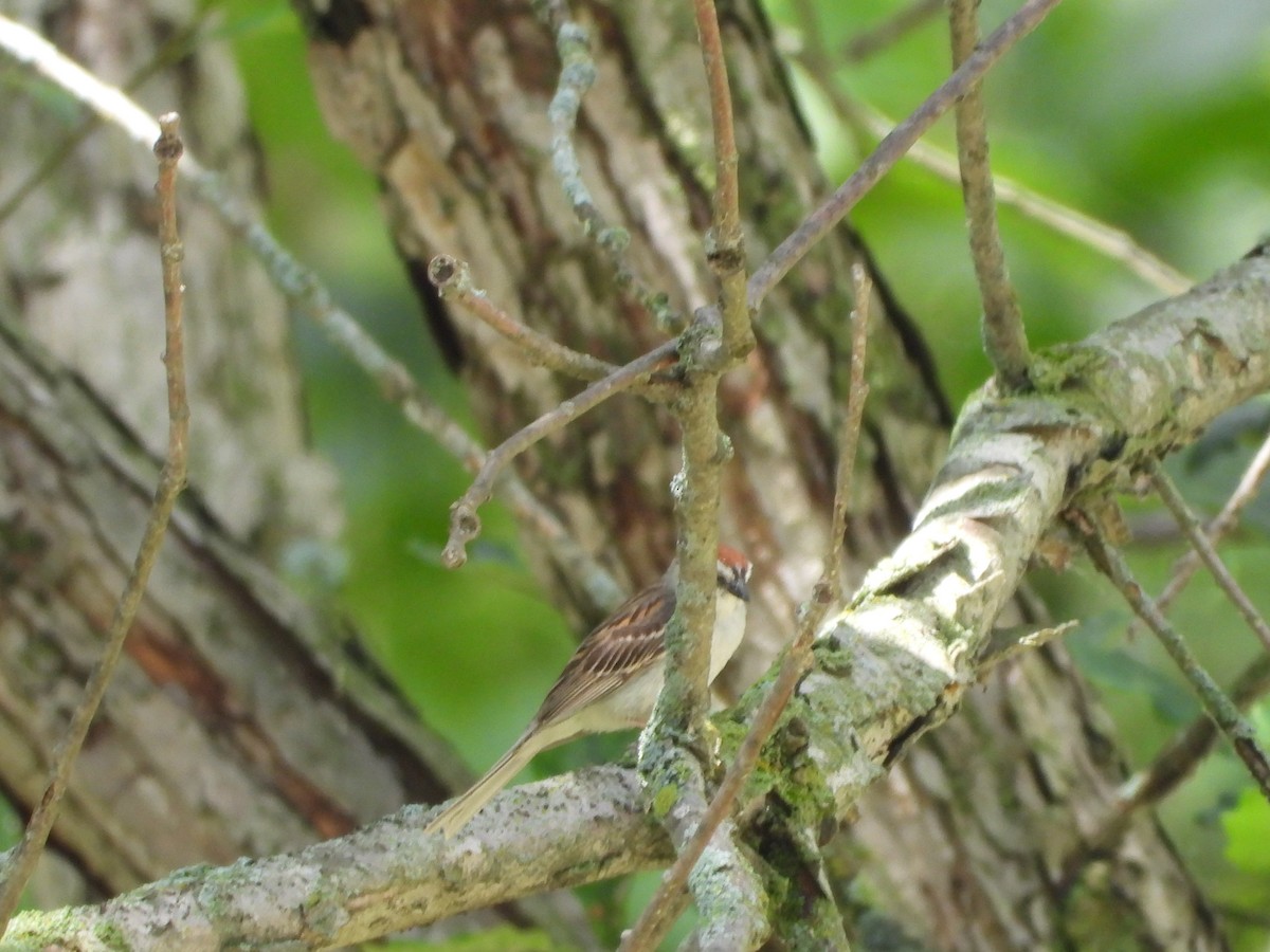 Chipping Sparrow - ML638553864