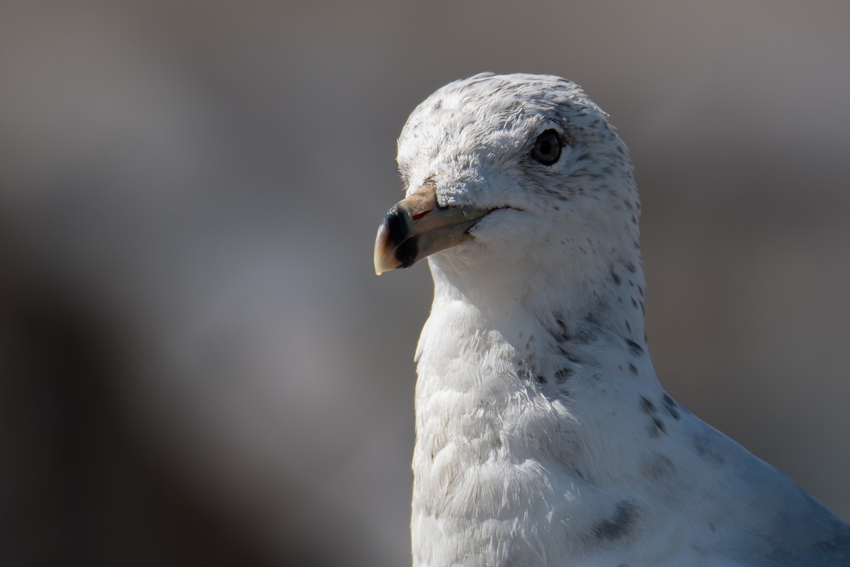 Ring-billed Gull - ML638553868