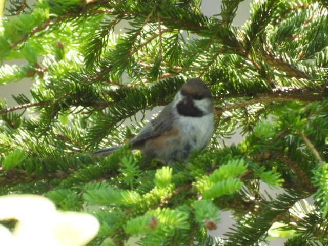 Boreal Chickadee - ML638553870