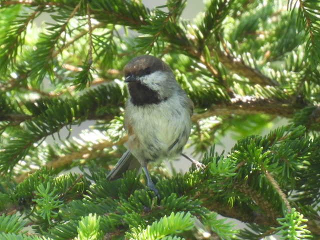 Boreal Chickadee - ML638553871
