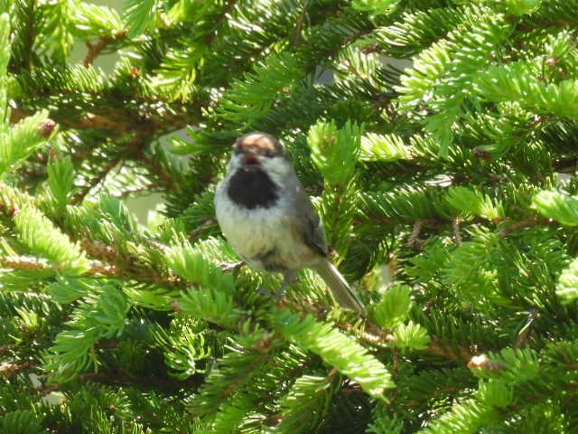 Boreal Chickadee - ML638553872
