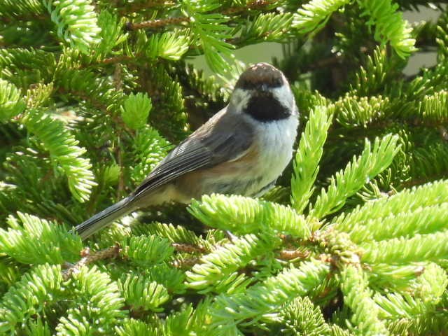 Boreal Chickadee - ML638553874