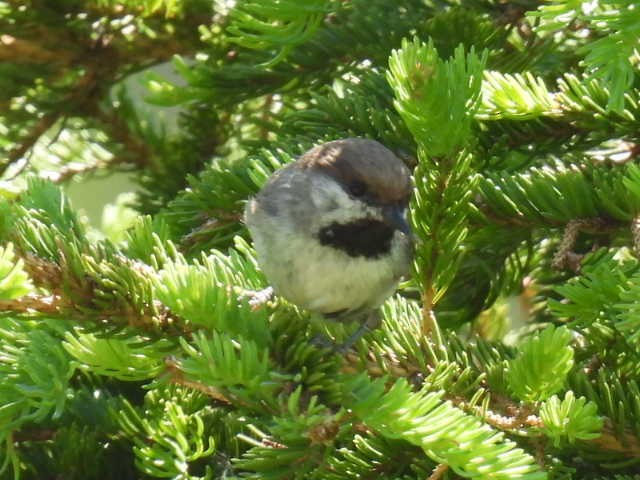 Boreal Chickadee - ML638553875
