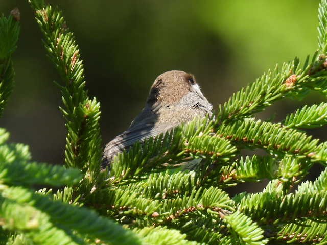 Boreal Chickadee - ML638553876