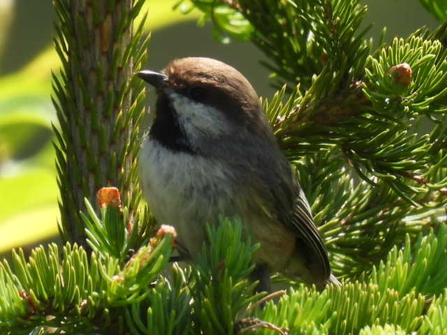 Boreal Chickadee - ML638553877