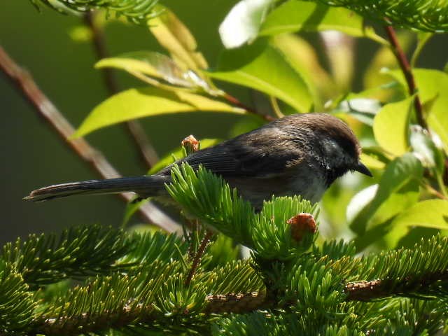 Boreal Chickadee - ML638553878