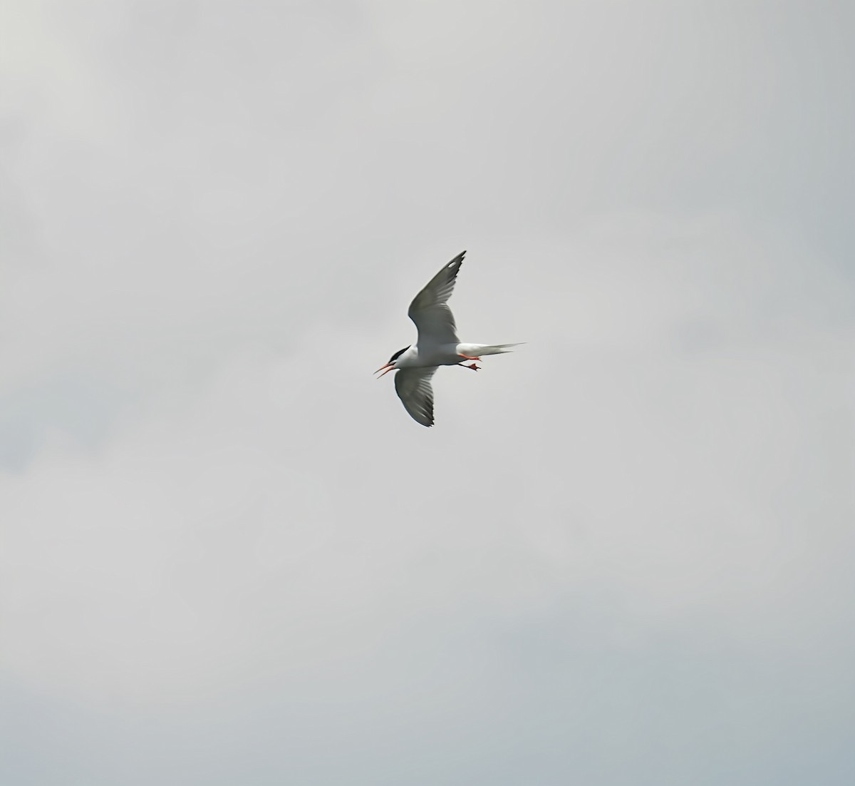 アジサシ - ML638553883