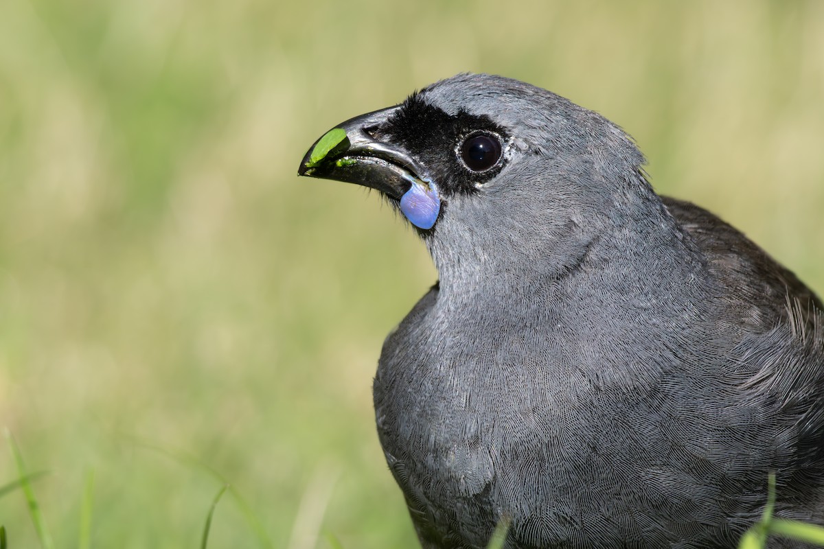 North Island Kokako - ML638553884