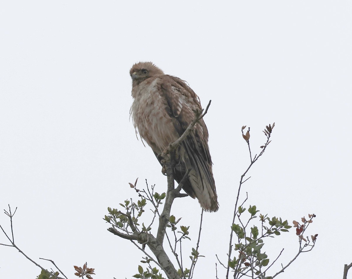 Red-tailed Hawk - ML638553891
