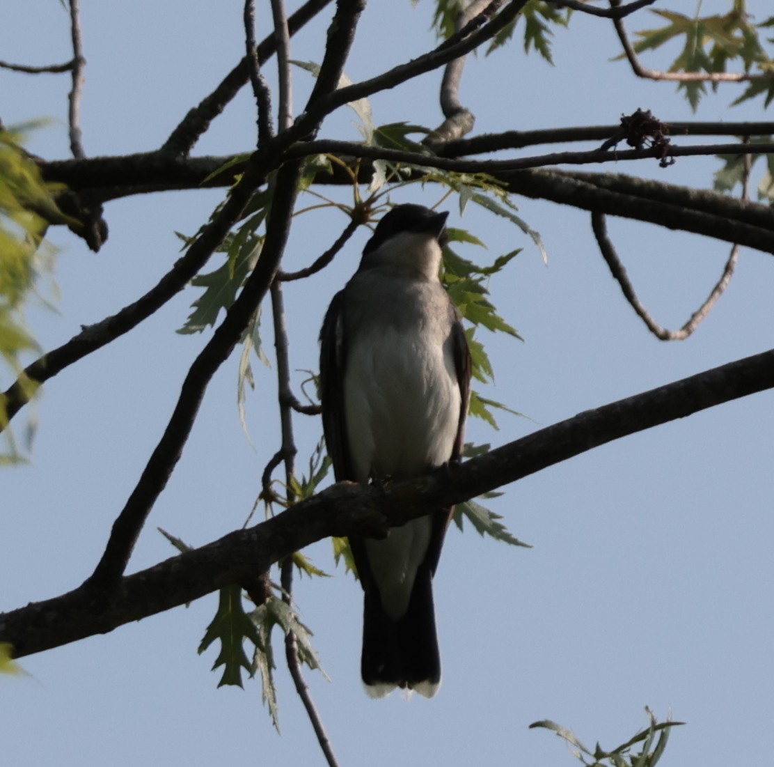 Eastern Kingbird - ML638553897