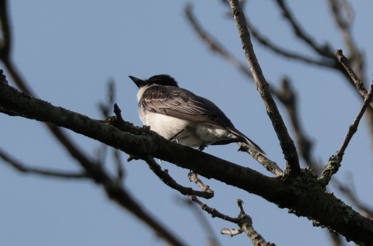 Eastern Kingbird - ML638553933