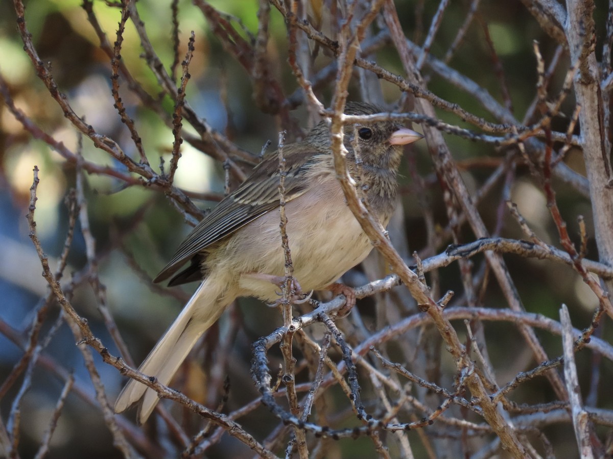Dark-eyed Junco - ML638553937