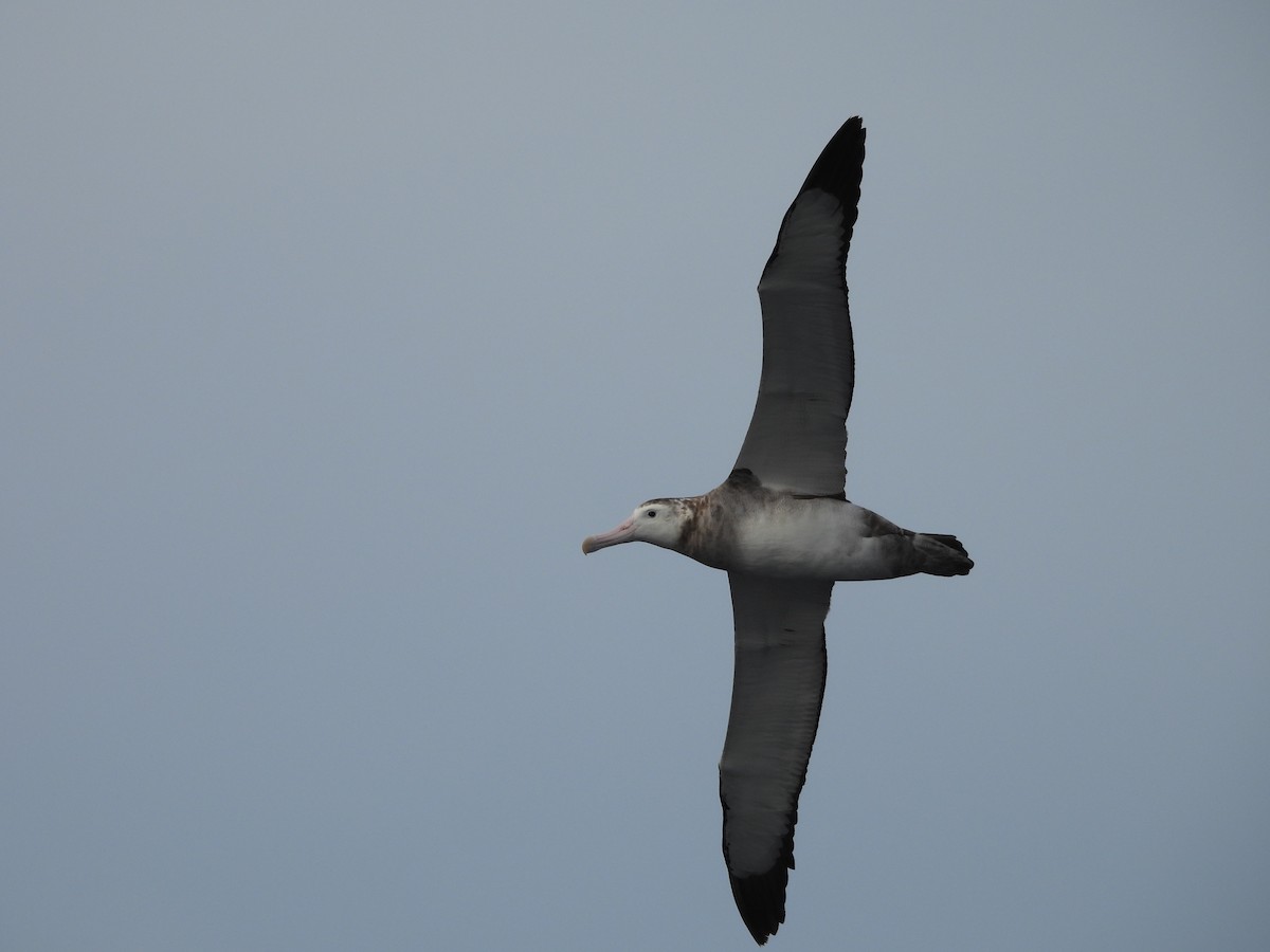 antipodealbatross (gibsoni) - ML638553943