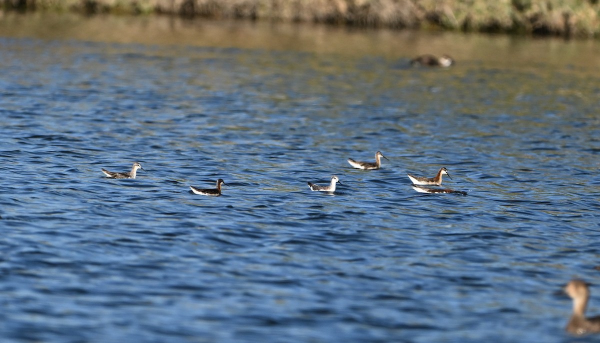 Wilson's Phalarope - ML638553945