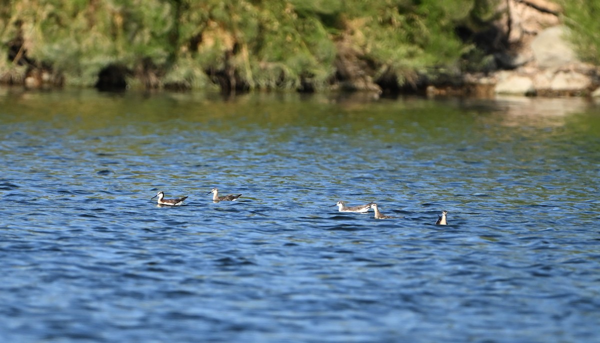 hvithalesvømmesnipe - ML638553958