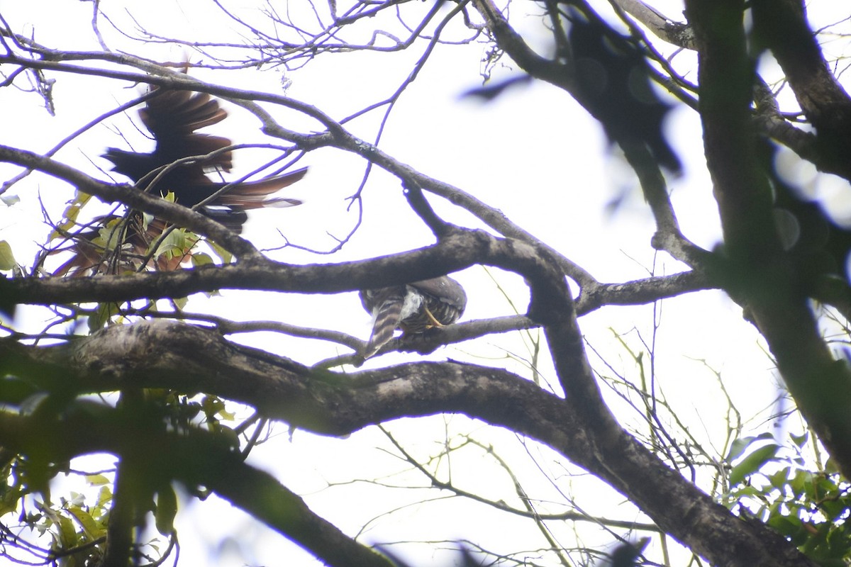 Crested Goshawk - ML638553986