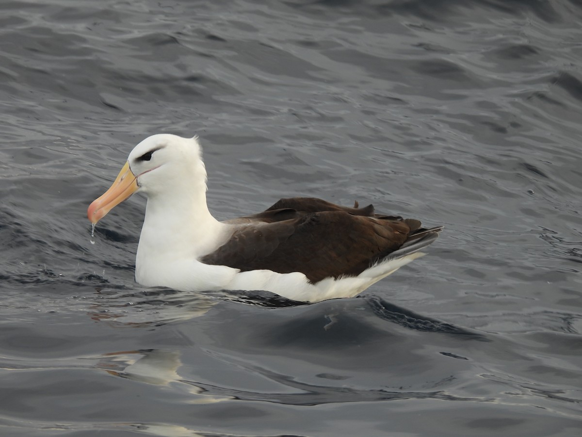 svartbrynalbatross - ML638553988
