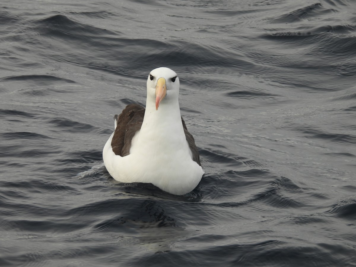 svartbrynalbatross - ML638553989