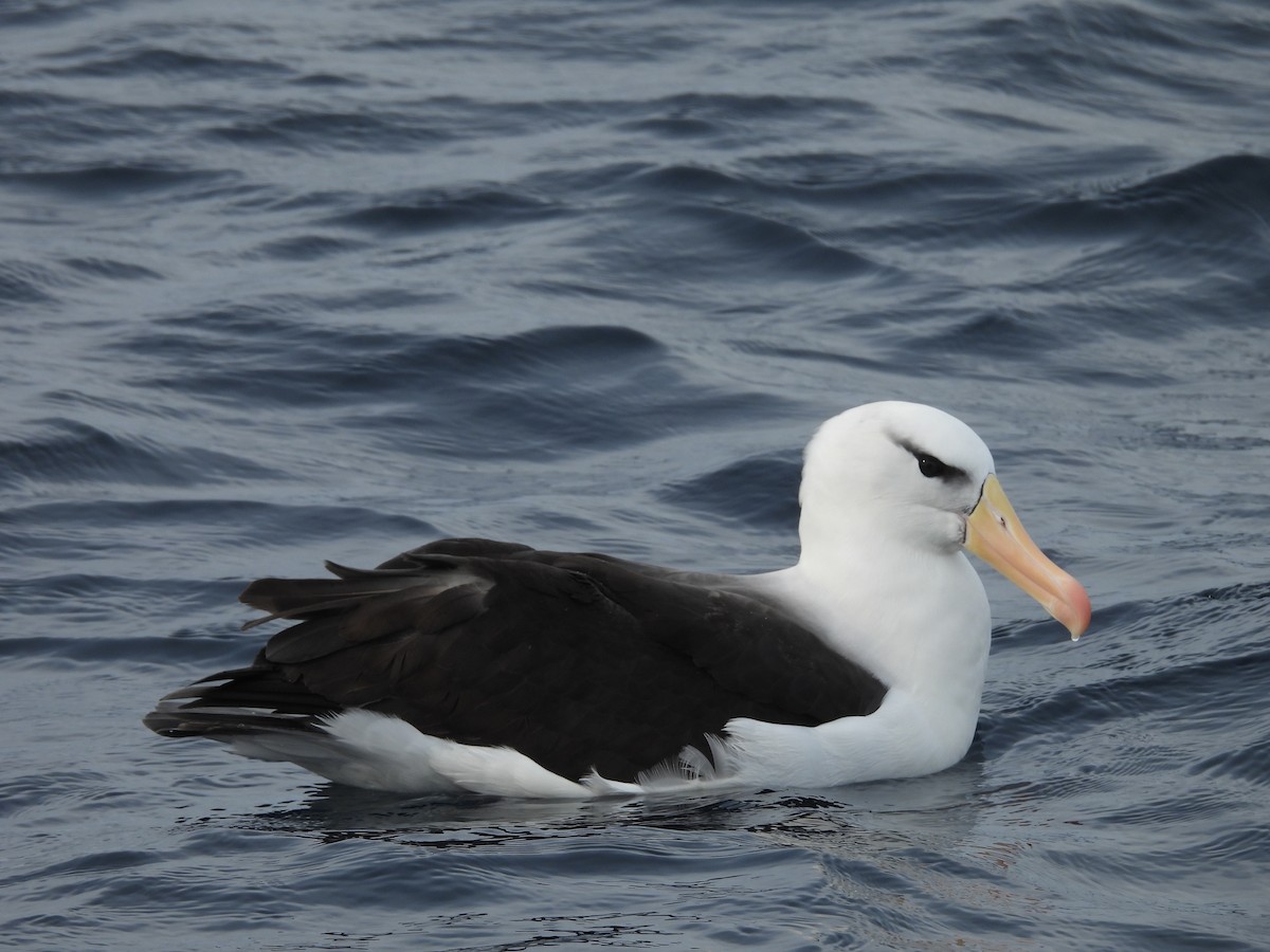 svartbrynalbatross - ML638553990