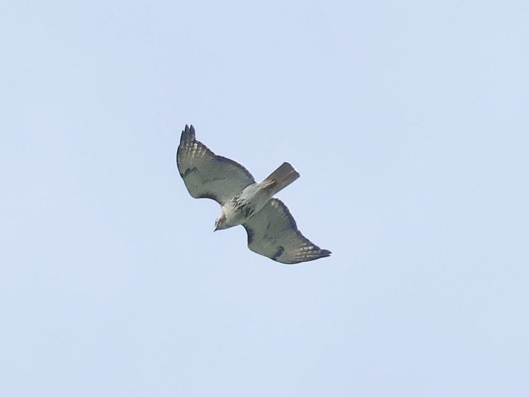 rødhalevåk - ML638553996