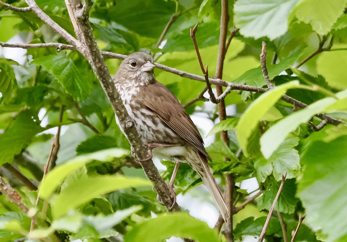Fox Sparrow (Sooty) - ML638554001