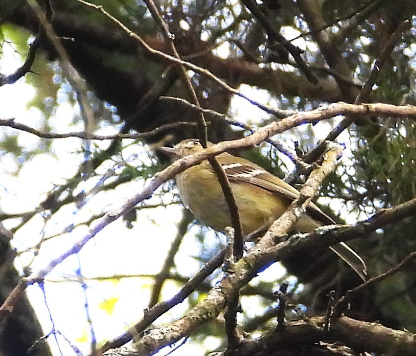Vireo sp. - ML638554004