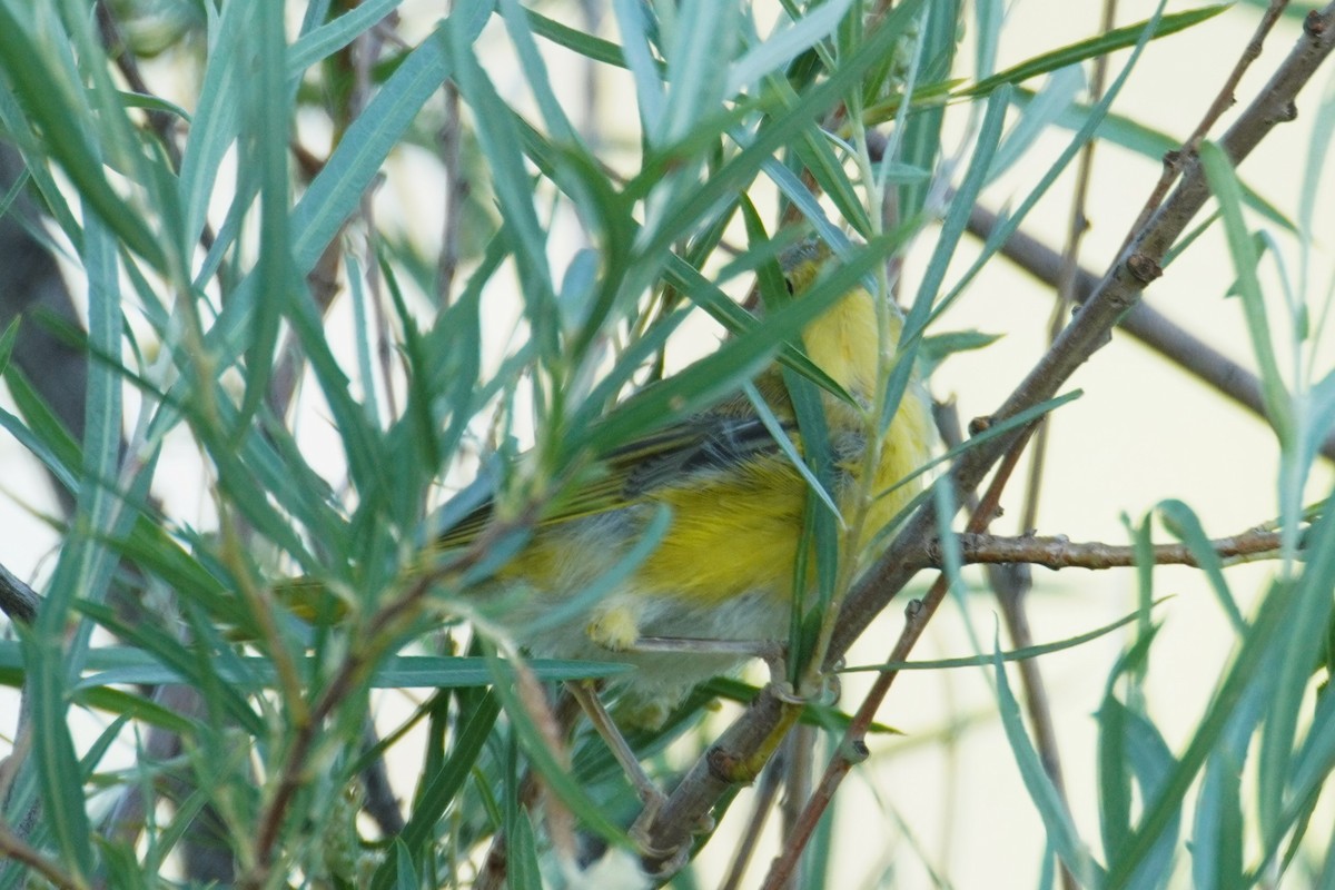 Yellow Warbler - ML638554007