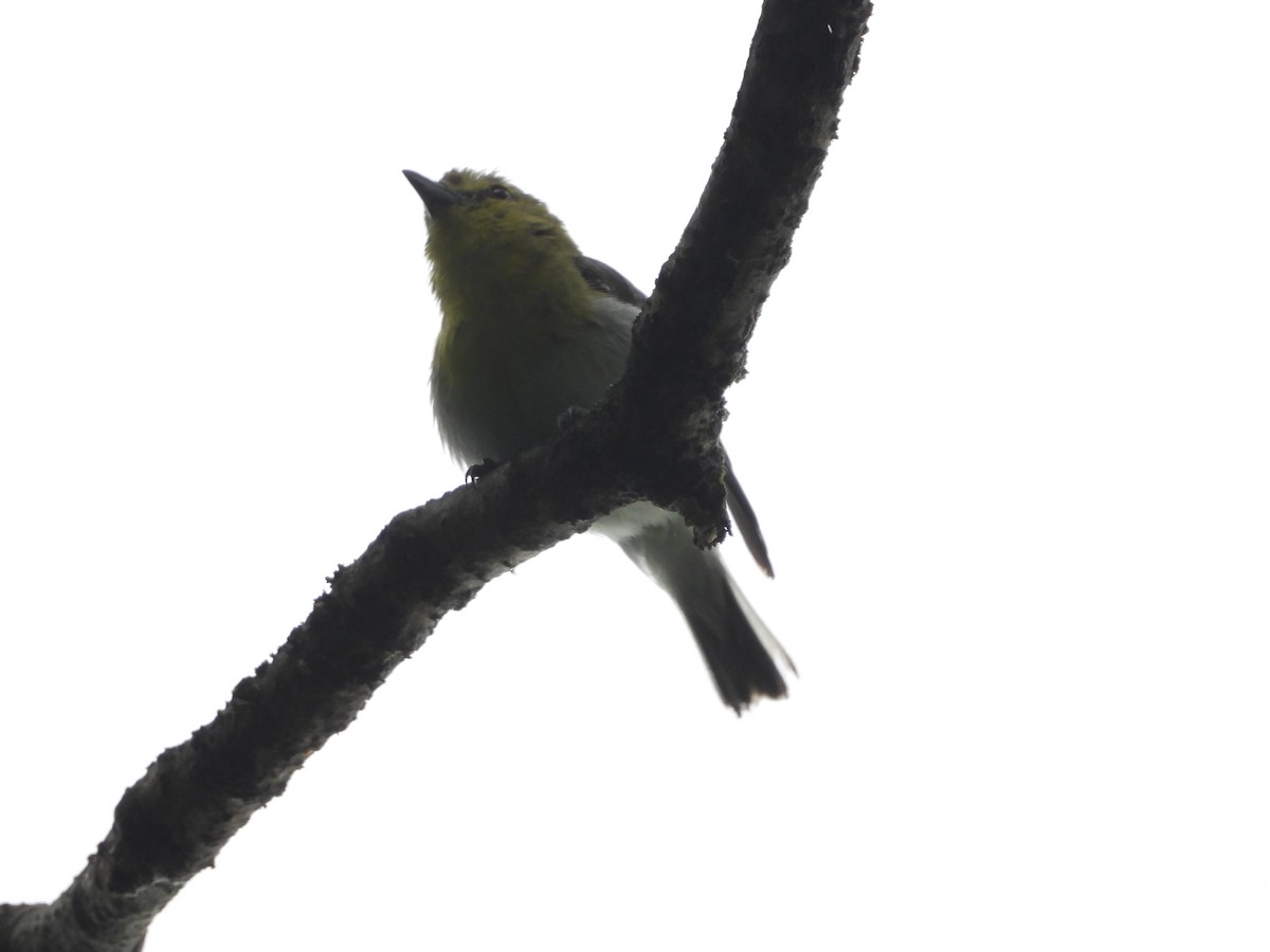 Yellow-throated Vireo - ML638554018