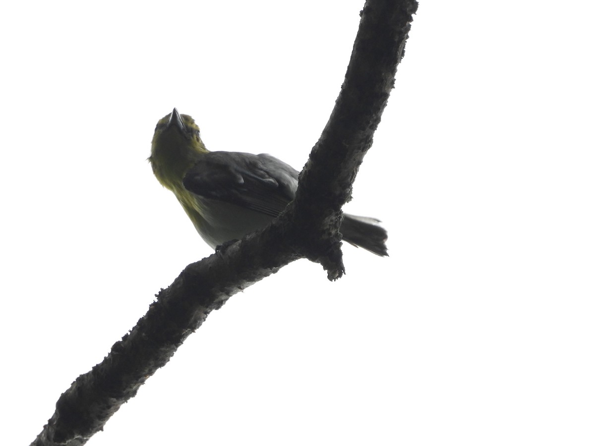 Yellow-throated Vireo - ML638554019
