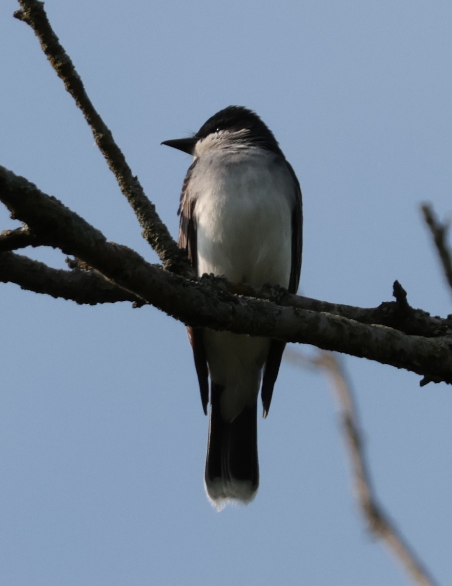 Eastern Kingbird - ML638554030