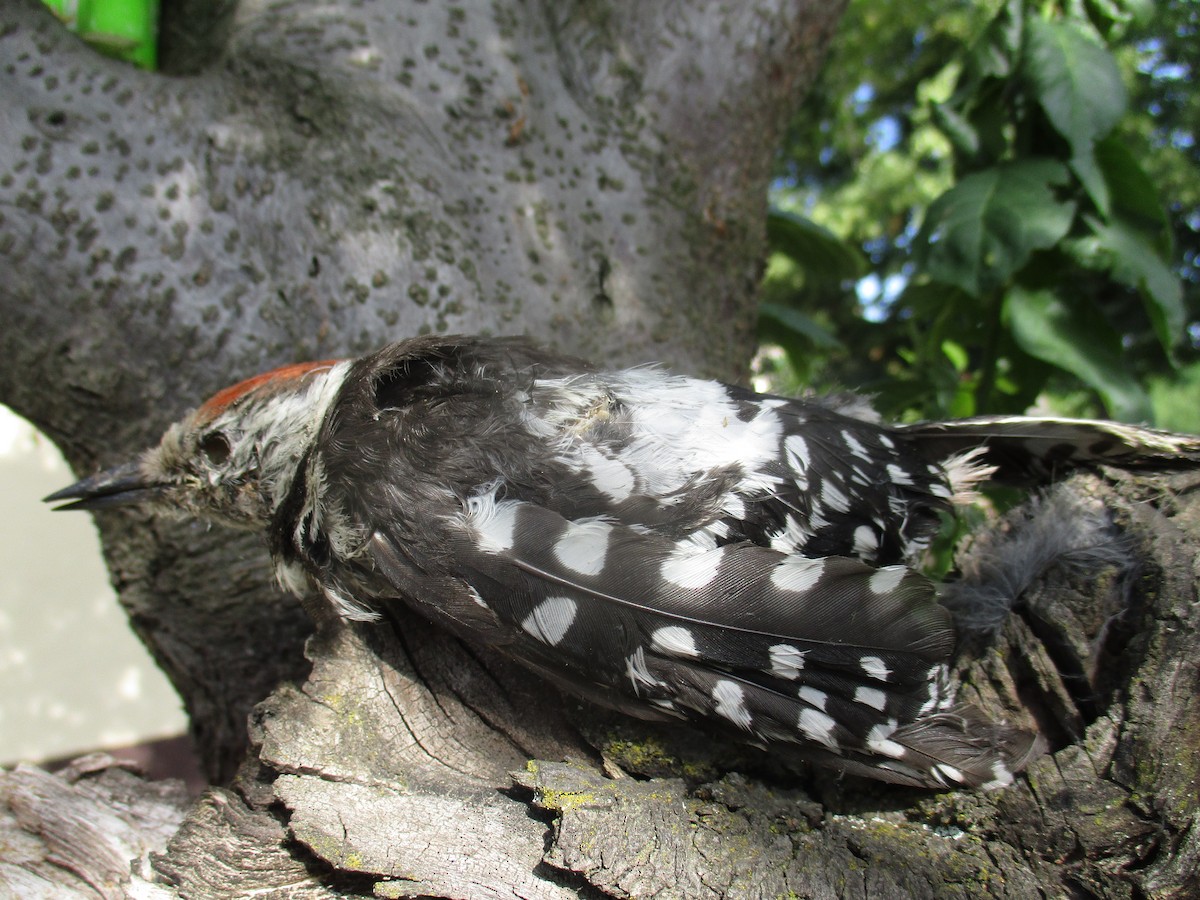 Great Spotted Woodpecker - ML638554078