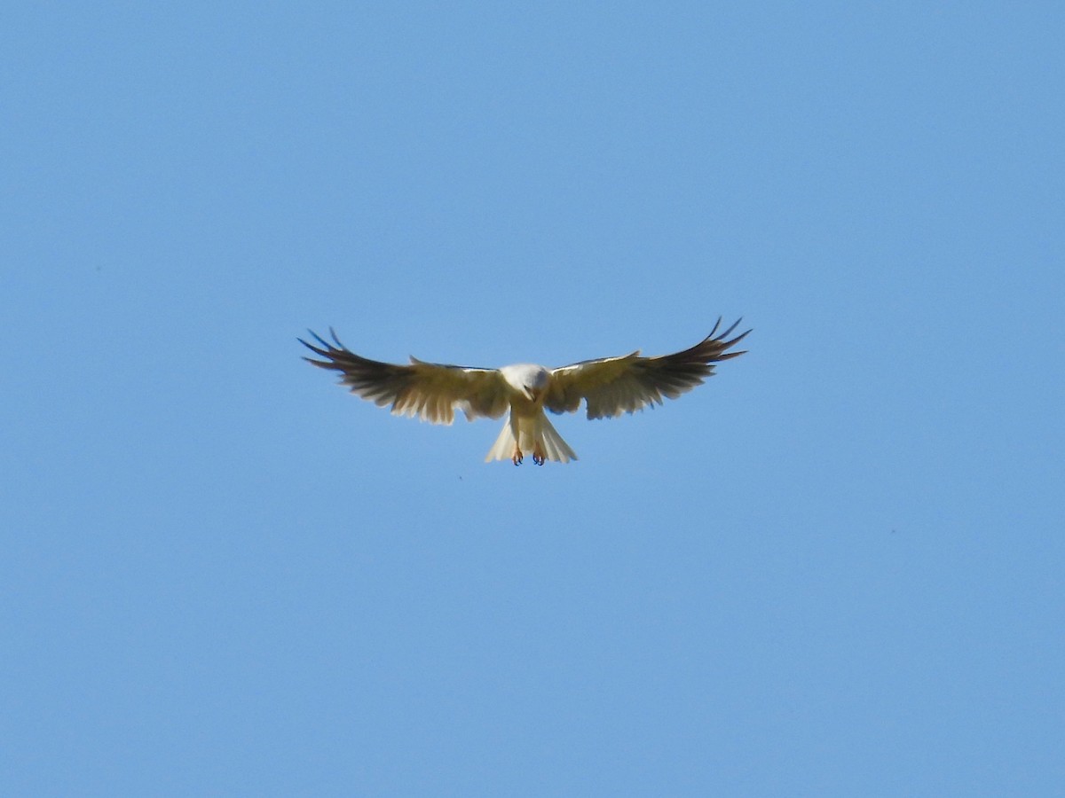 White-tailed Kite - ML638554122