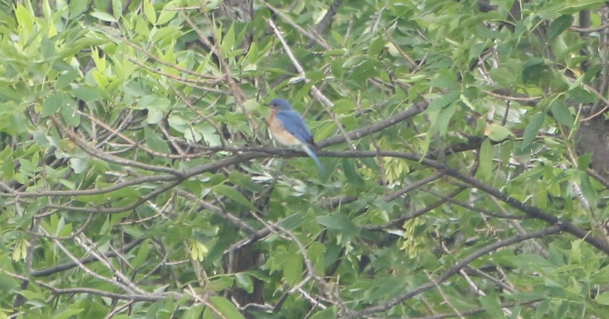 Eastern Bluebird - ML638554133