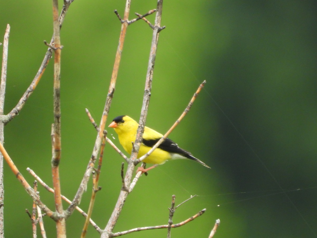 American Goldfinch - ML638554142