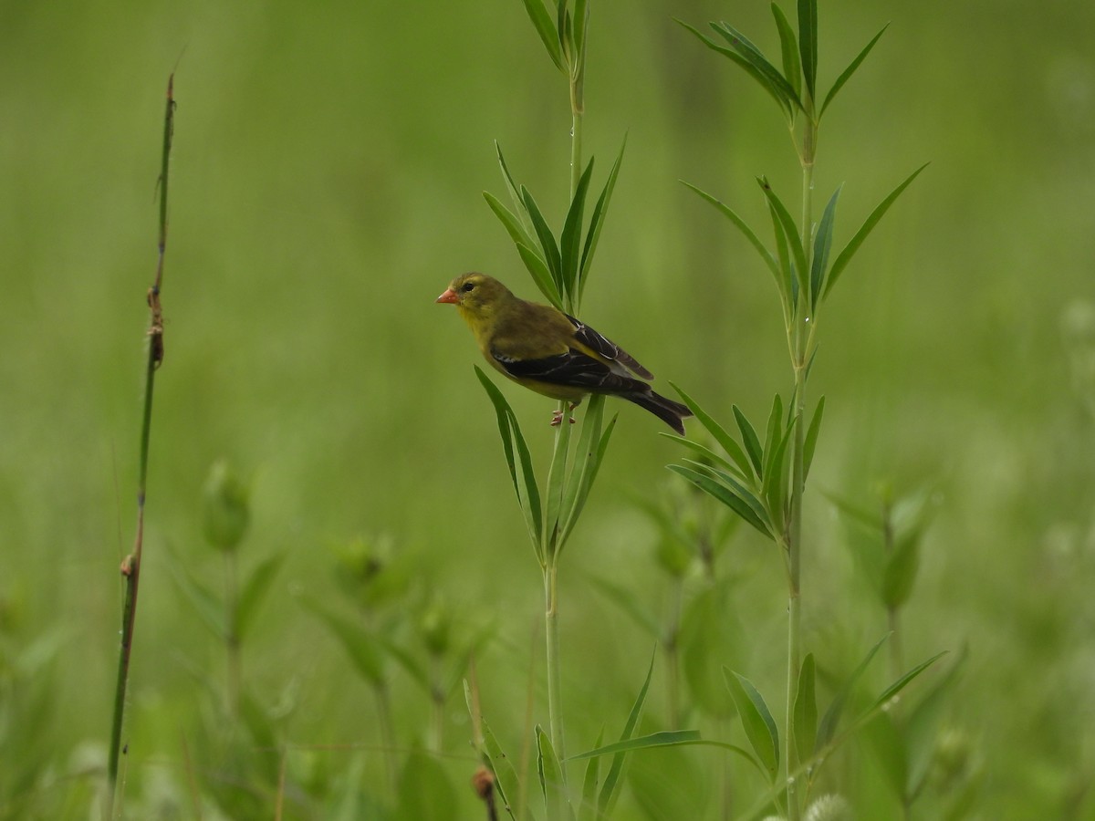American Goldfinch - ML638554144