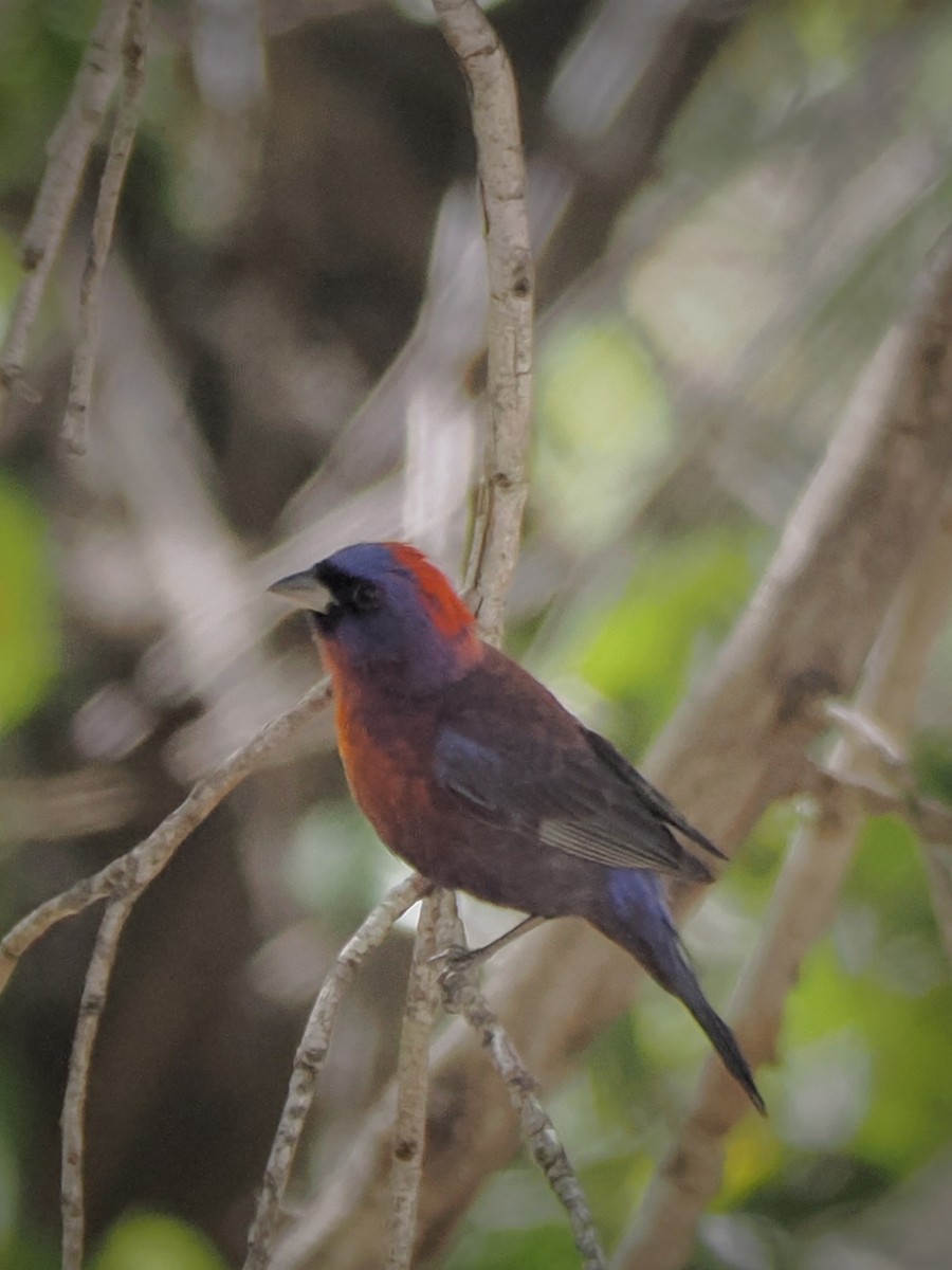 Passerin varié - ML638554150