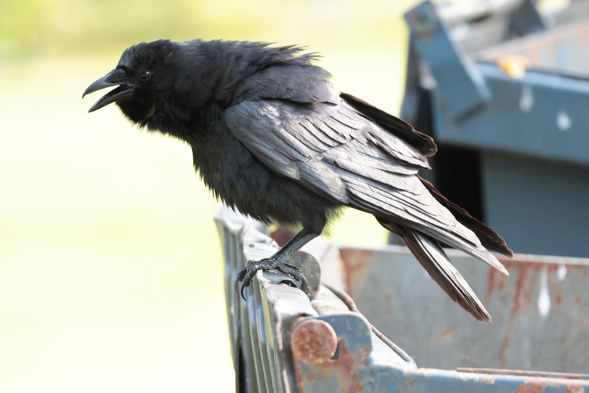 American/Fish Crow - ML638554164