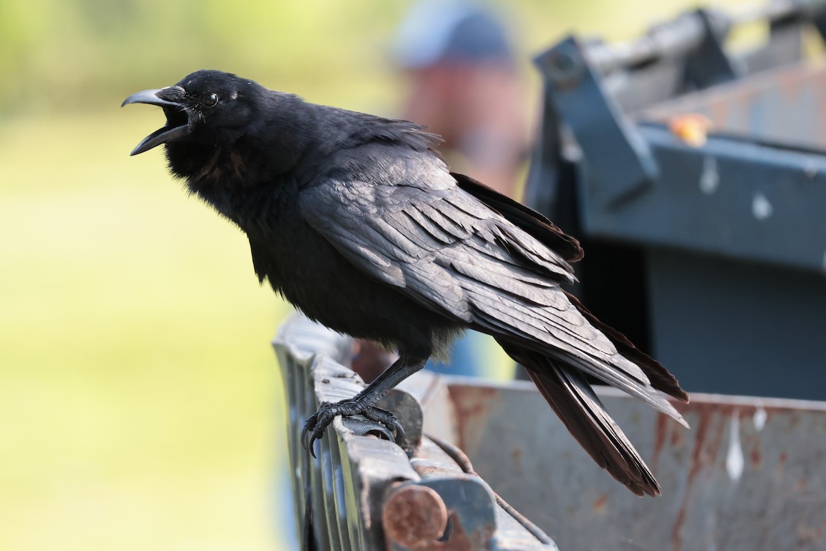 American/Fish Crow - ML638554167