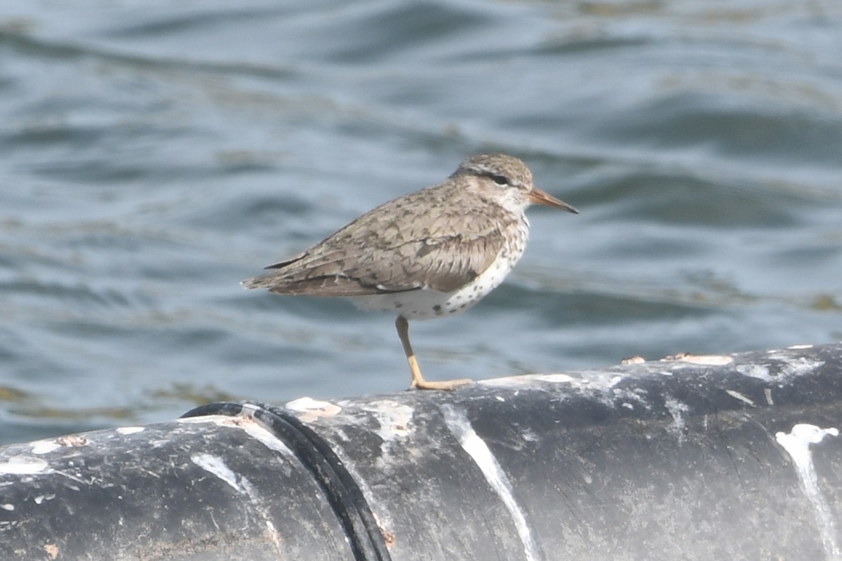 Spotted Sandpiper - ML638554240