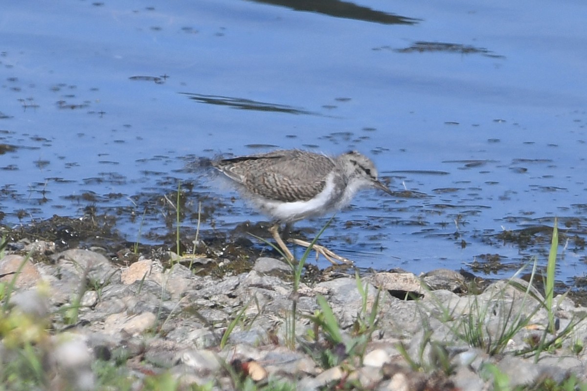 Spotted Sandpiper - ML638554241