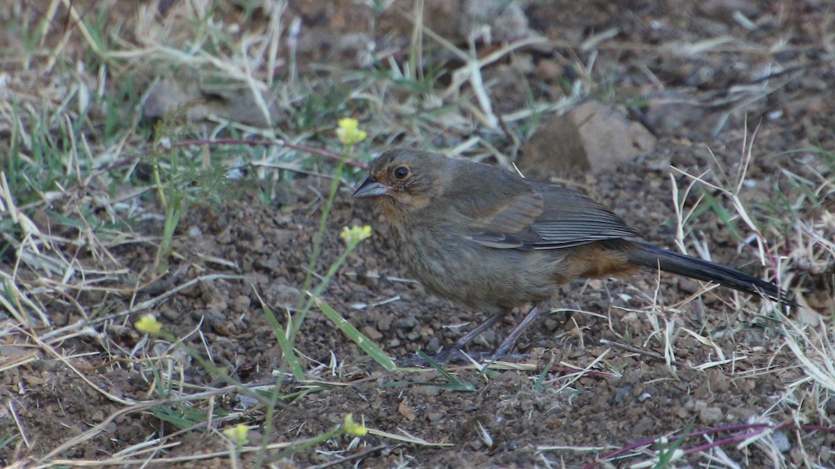 California Towhee - ML638554243