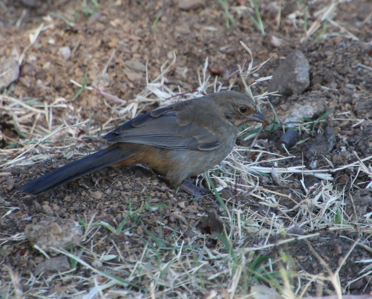 California Towhee - ML638554250