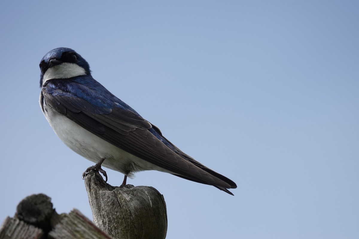 Tree Swallow - ML638554262