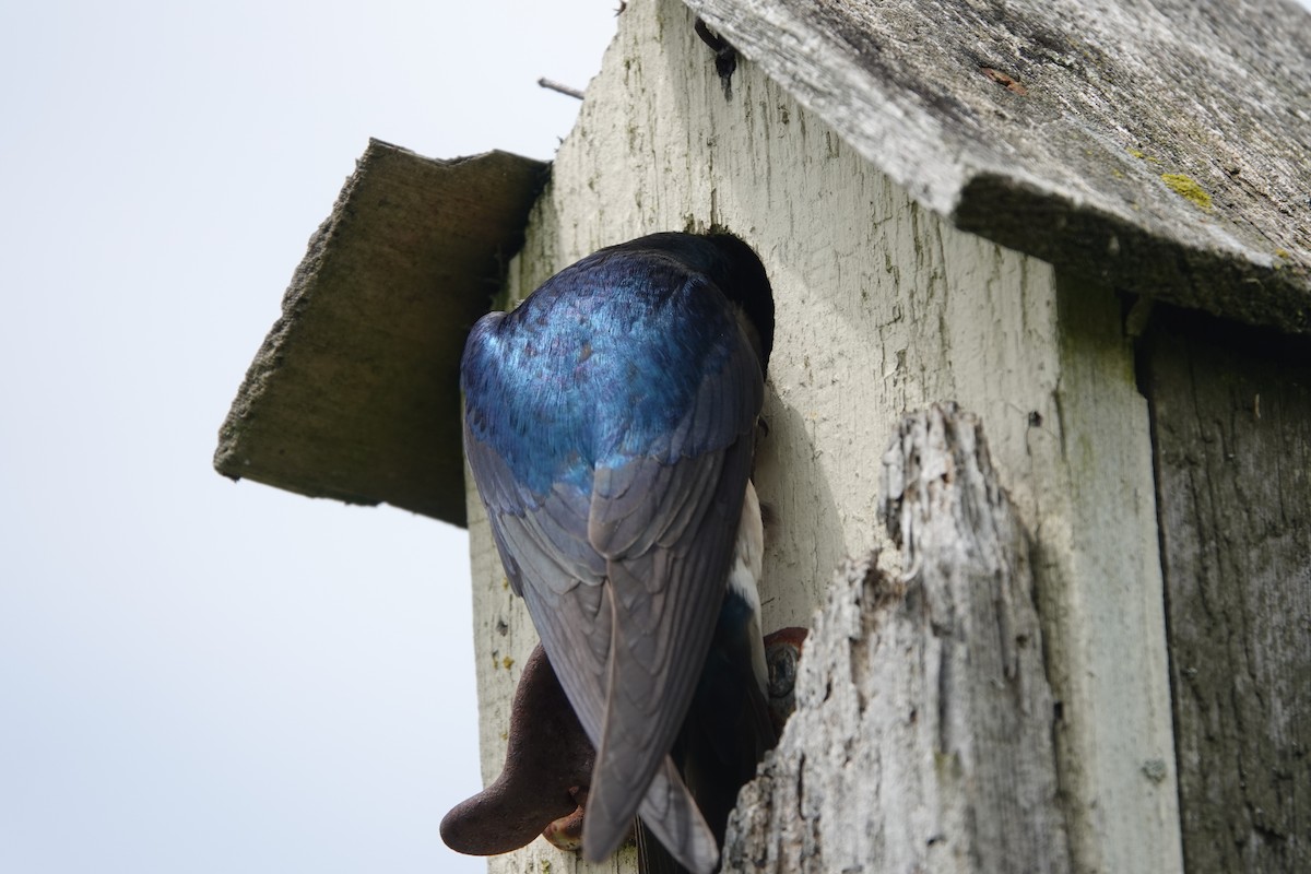 Tree Swallow - ML638554264