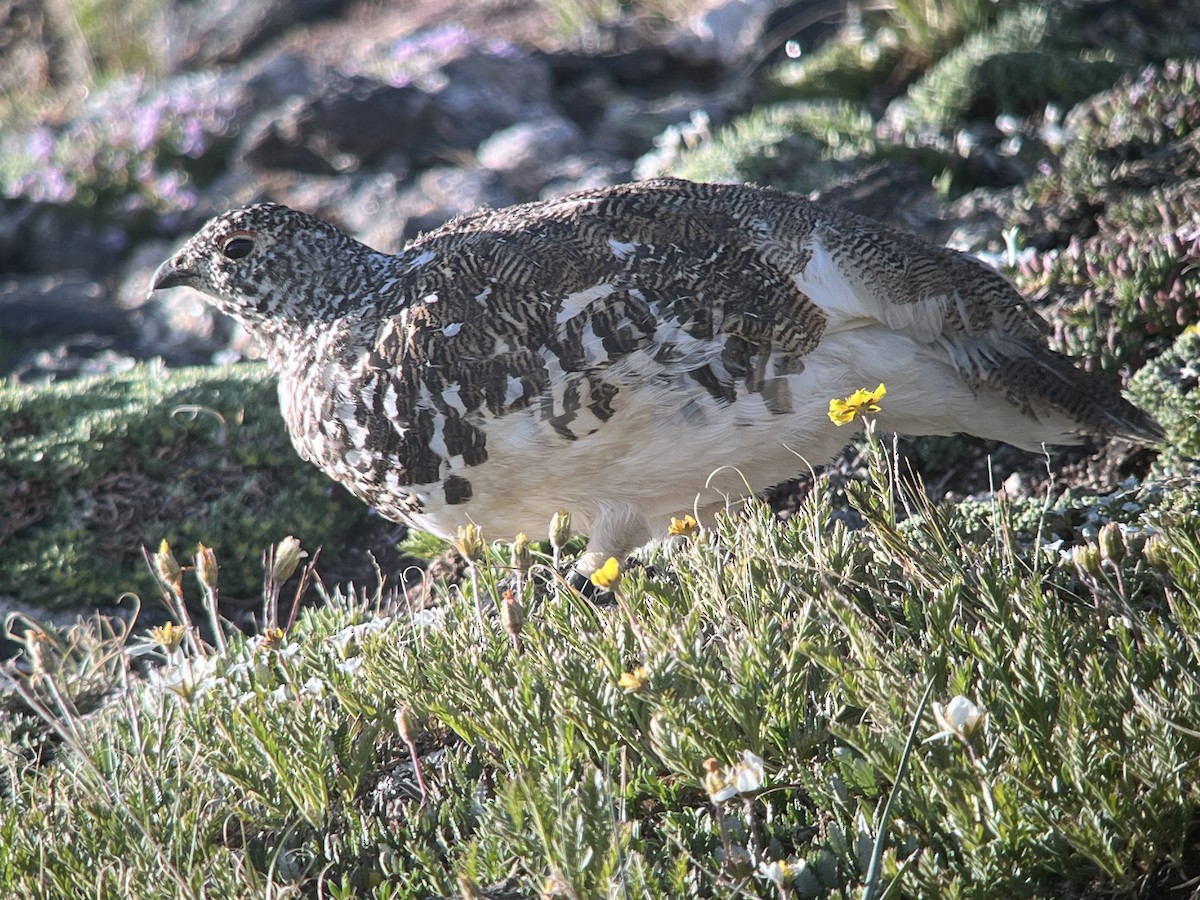 White-tailed Ptarmigan - ML638554268