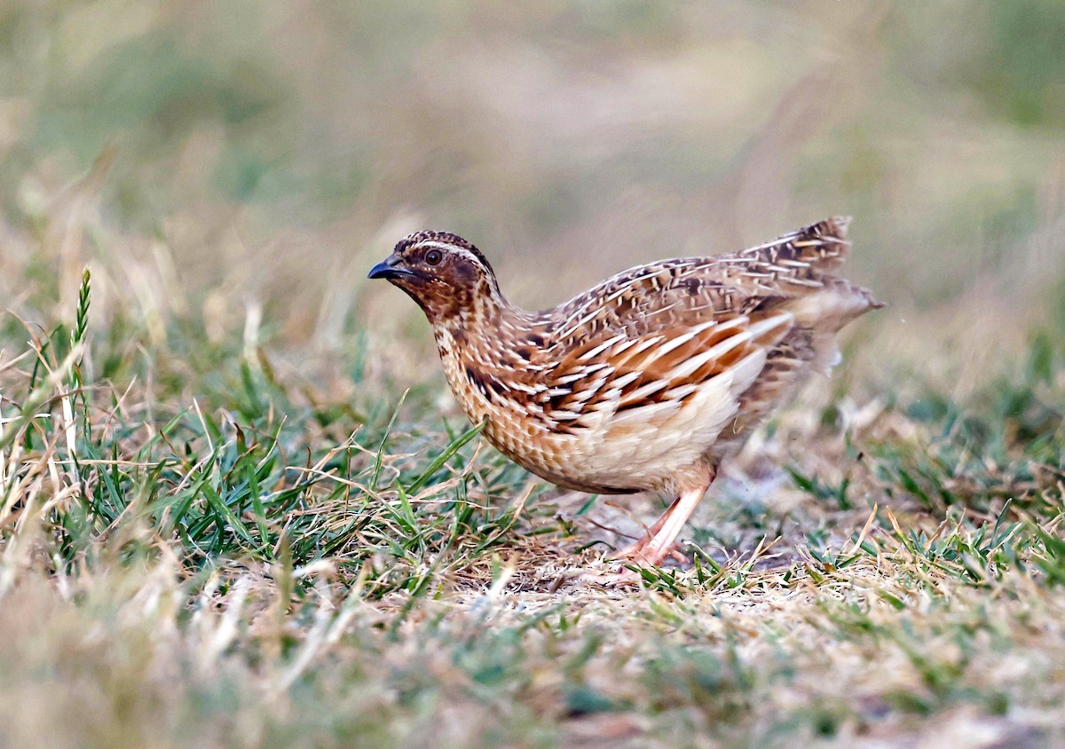 Galeper eurasiarra - ML638554289