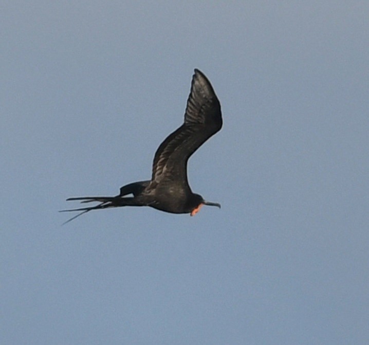 Magnificent Frigatebird - ML638554295
