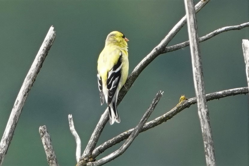 American Goldfinch - ML638554311
