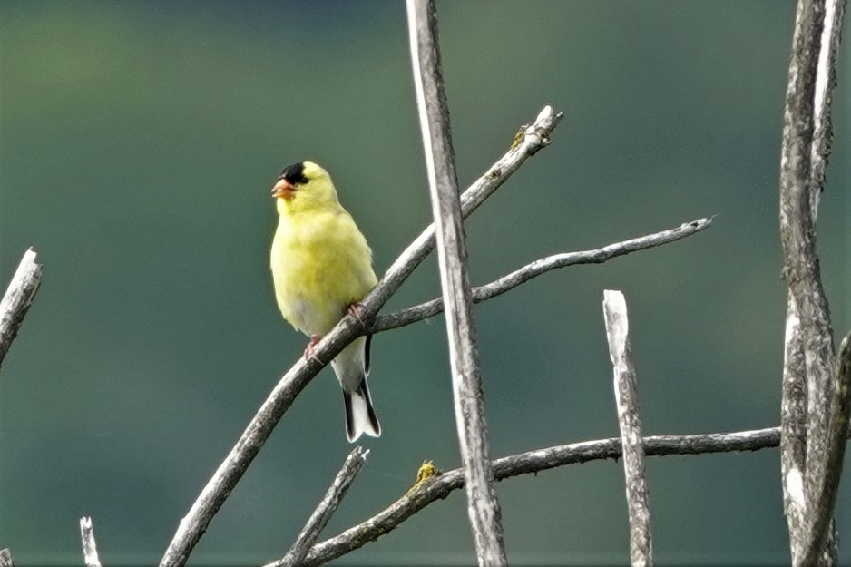 American Goldfinch - ML638554312