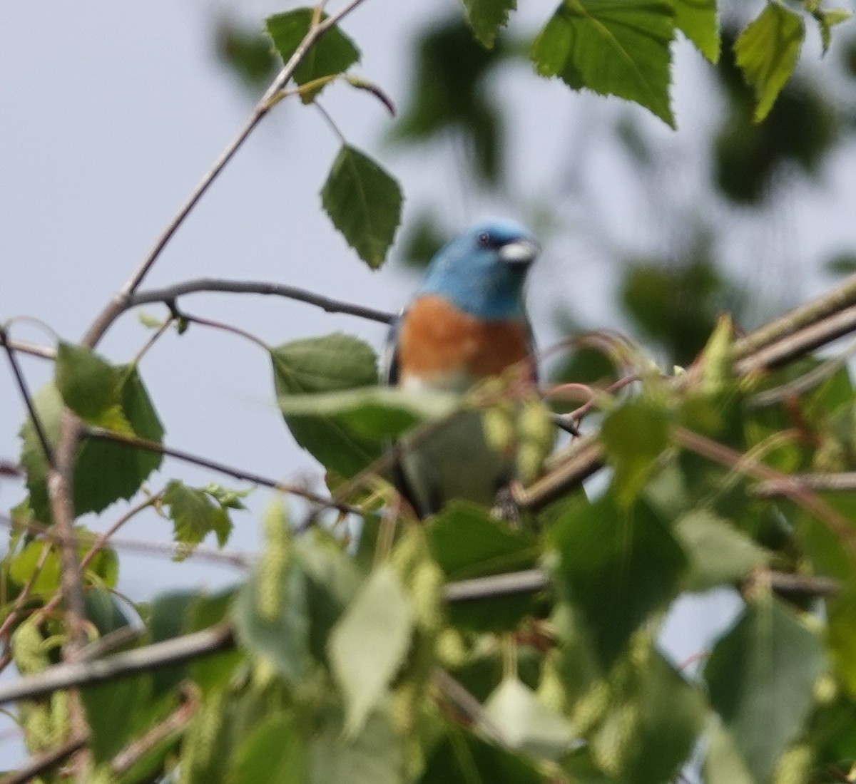 Lazuli Bunting - ML638554316